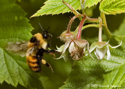 P9594-Golden Northern Bumble Bee.jpg