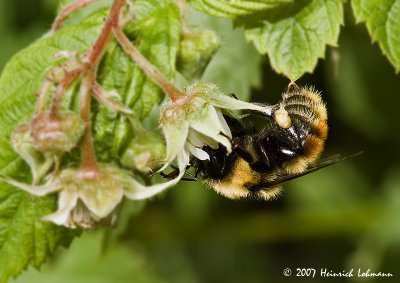 P9637-Red-tailed Bumble Bee.jpg
