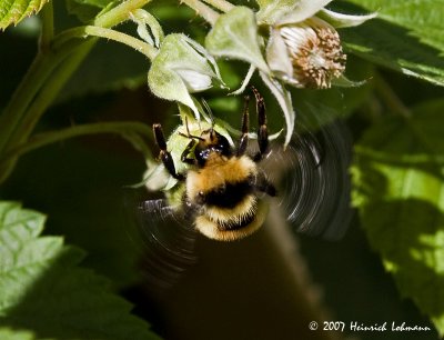 P9654-Golden Northern Bumble Bee.jpg