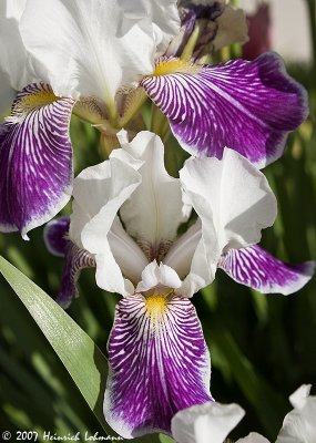 P9514-Irises.jpg