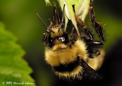 N7331-Red-tailed Bumble Bee.jpg