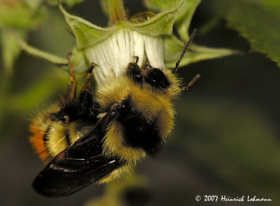 N7337Red-tailed Bumble Bee.jpg