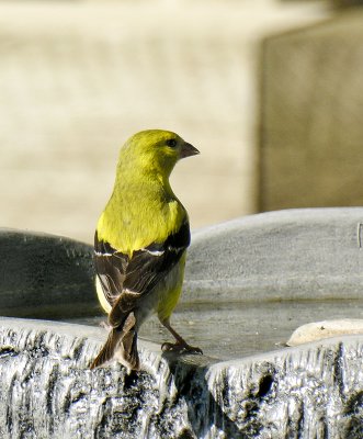 N7499-American Goldfinch.jpg
