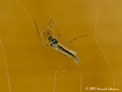 N7798-Golden Saltmarsh Mosquito in a spiders web.jpg