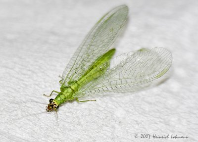 N8114-Green Lacewing.jpg