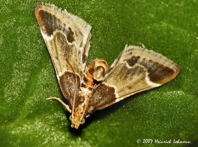 N8158-Meal Moth.jpg