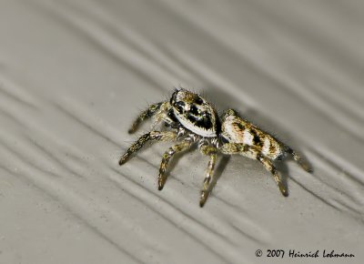 N8283-Metaphid Jumping Spider.jpg