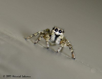 N8273-Metaphid Jumping Spider.jpg