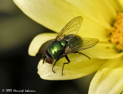 N8342-Green Botle fly.jpg