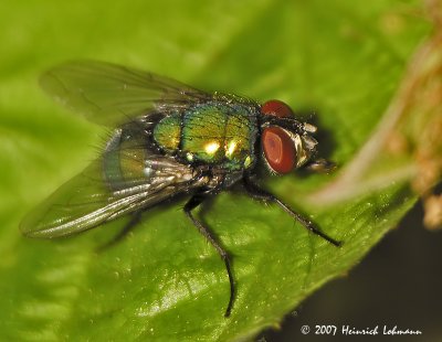 N8349-Green Bottle Fly.jpg