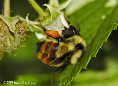 N8246-Red-tailed Bumble Bee.jpg