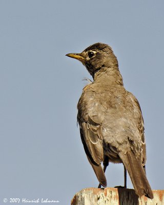 N8615-Robin.jpg