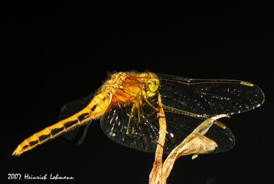 N9213-Dragonfly.jpg