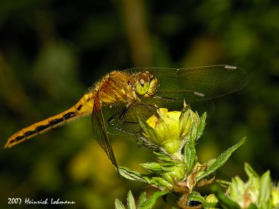 N9163-Dragonfly.jpg