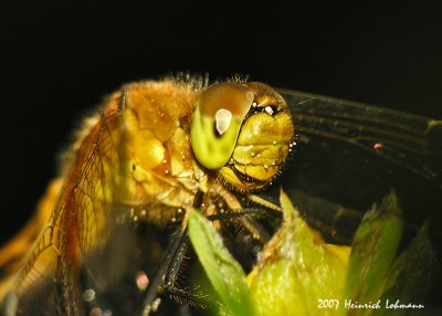 N9170-Dragonfly.jpg
