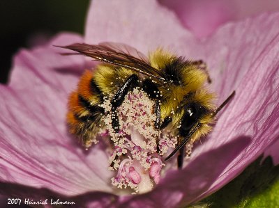 N9219-Red-tailed Bumble Bee.jpg
