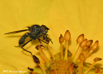 N9177-Small fly in flower.jpg