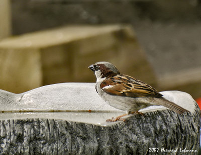 N8681-House Sparrow.jpg