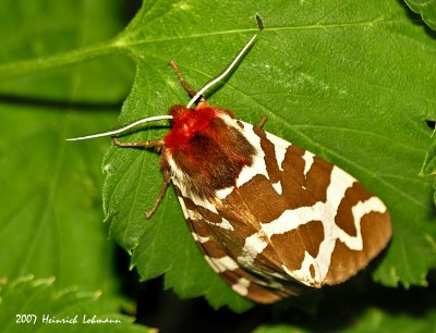 N9225-Garden Tiger Moth.jpg