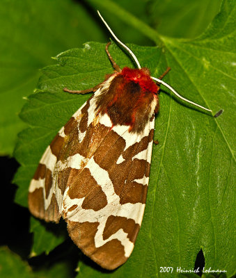 N9254-Garden Tiger Moth.jpg