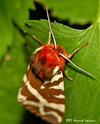 N9231-Garden Tiger Moth.jpg