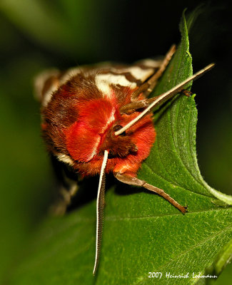 N9250-Garden Tiger Moth.jpg