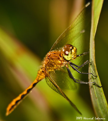 N9624-Dragonfly.jpg