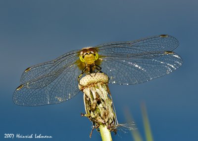N9644-Dragonfly.jpg