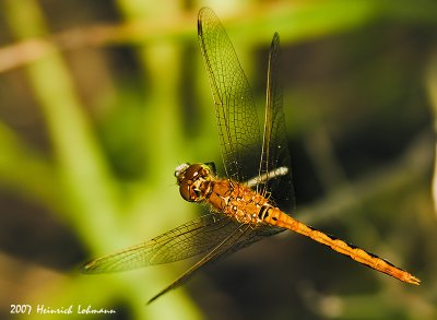 N9654-Dragonfly.jpg