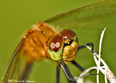 N9673-Dragonfly.jpg