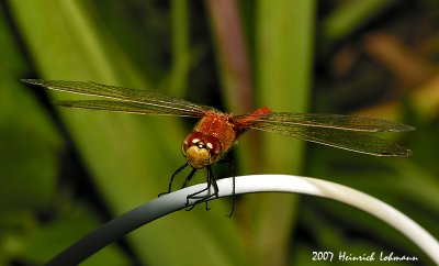 N9729-Dragonfly.jpg