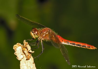 N9750-Dragonfly.jpg