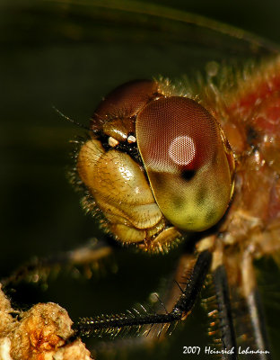 N9756-Dragonfly.jpg