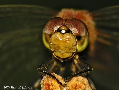 N9759-Dragonfly.jpg