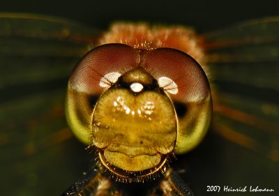 N9765-Dragonfly.jpg