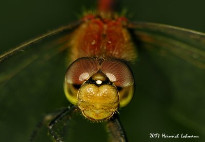 N9768-dragonfly.jpg