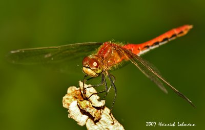 N9779-Dragonfly.jpg