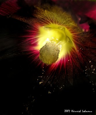 N9544-Hollyhock flower.jpg