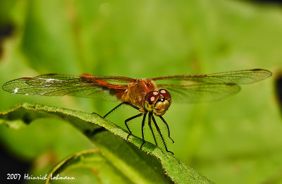 N9895-Dragonfly.jpg