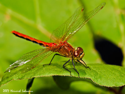 N9892-Dragonfly.jpg
