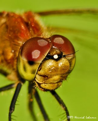 N9897-Dragonfly.jpg