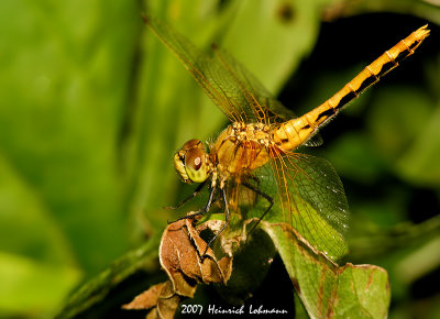 N0111-Dragonfly.jpg