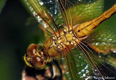 N0117-Dragonfly.jpg