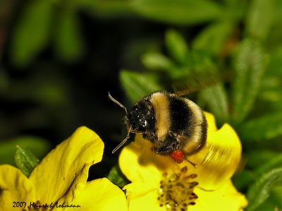 N0106-Northern Bumble Bee.jpg