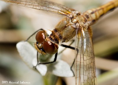 P1314-Dragonfly.jpg