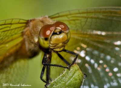 P1637a-Dragonfly.jpg