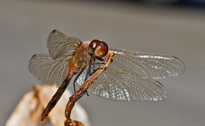 P1652-Dragonfly.jpg