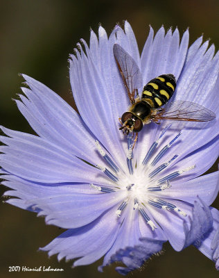 N0434-Hoverfly on flower.jpg