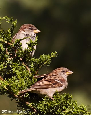 P3847-House Sparrows.jpg