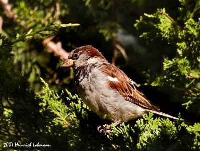 P3862-House Sparrow-male.jpg